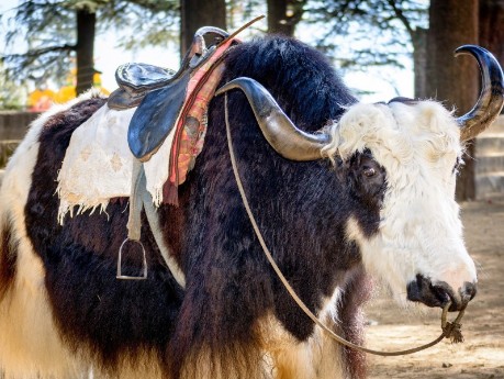 Yaks in Ladakh sind unsere Pferde