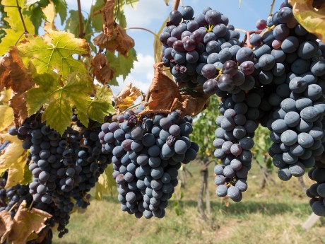 Weinreben in der Toskana, Italien