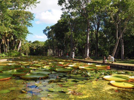 The Dodos Trail_Mauritius_XMUMUSHSMU_132