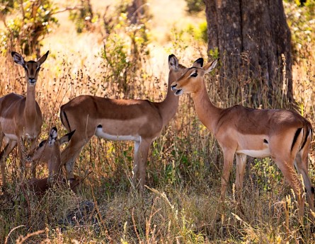 Impalas