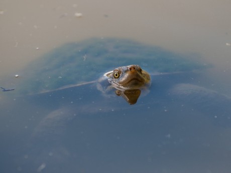 Turtle in Daintree National Park 