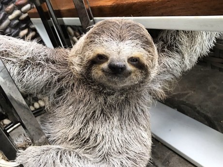 Sloth
