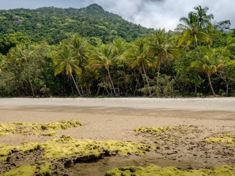 Daintree National Park in Australia