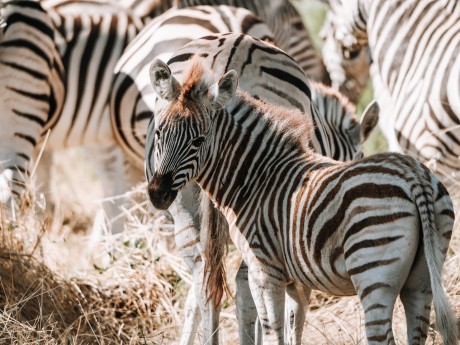 Africa Expeditions_Botswana_zebra_Nxai P