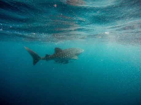 Shark in Exmouth