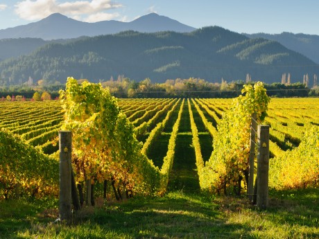Neuseeland_Südin_Marlborough Region_Wein