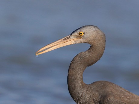 Bird in Broome