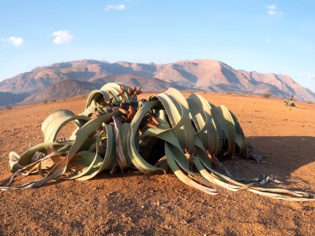 Namibia_Welwitschia mirabilis