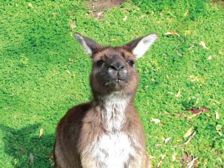 Sealink KI_Kangaroo Island_Kangaroo