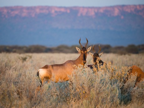 Namibia_Kuhantilope_Waterberg Plateau_sh