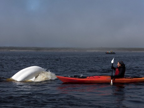 Belugas & Eisbären - Kayaking