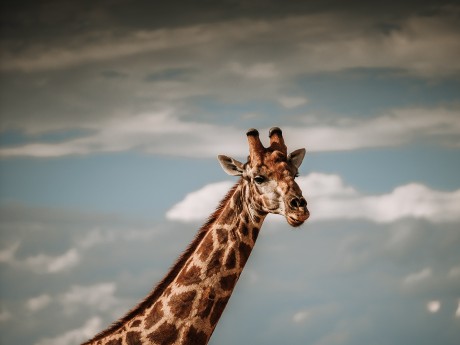 Africa Expeditions_Botswana_giraffe_Chob