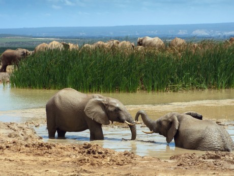 Südafrika_Addo Elephant Nationalpark_Ele