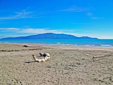 Neuseeland_Ni_Kapiti Island_Waikanae Bea