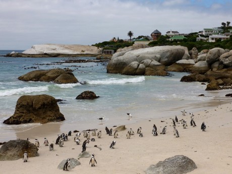 Africa Experience_Südafrika_Boulders Bea