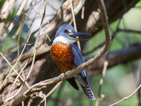 Kingfisher