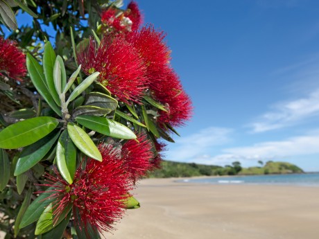 Neuseeland_Nordinsel_Pohutukawa