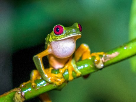 Red eyes green frog