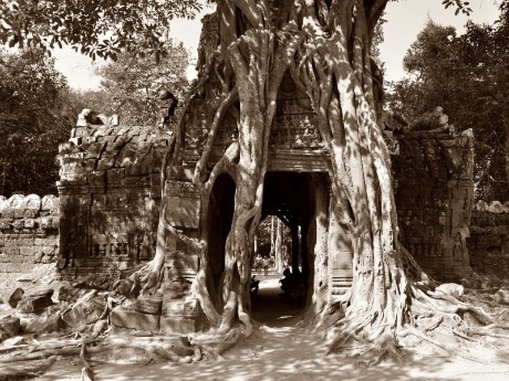 Angkor Wat Dschungeltempel