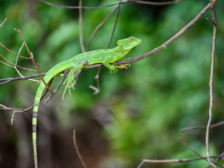 Basilisk