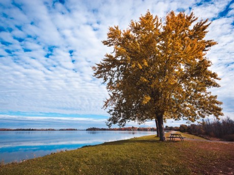 Tree and Sky