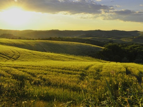 Siena Feld.