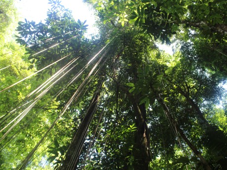 Corcovado Forest
