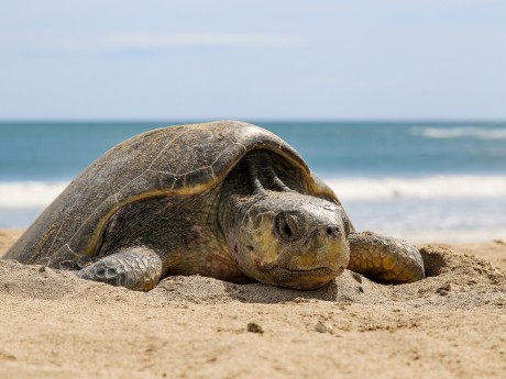 Arrival of a turtle on the beach