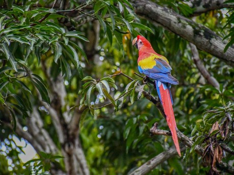 Scarlet Macaw