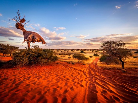 Namibia_ Kalahari Wüste_Webervogelnest