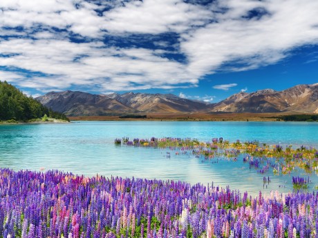 Neuseeland_Südinsel_Lake Tekapo_shutters