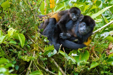 Howler Monkey with young
