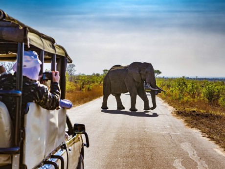 ID_680_Südafrika_Krüger Nationalpark_Ele