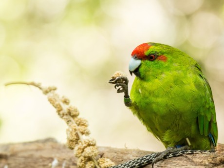 Neuseeland_Nordinsel_ZEALANDIA_Kakariki 