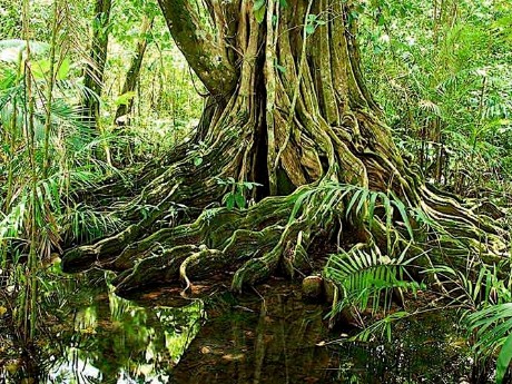 PIRATE COVE Tree