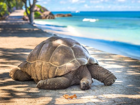 Individueller Inselaufenthalt auf den Seychellen - Deluxe (MP045)