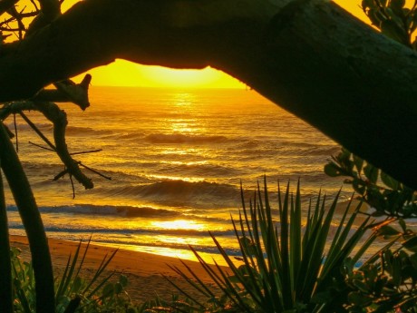 Tropische Küstenwälder