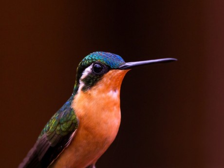 Monteverde Hummingbird