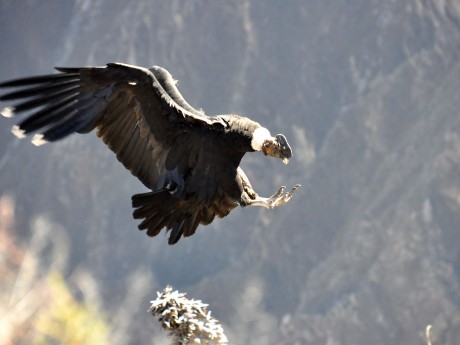 Peru_Condor im Flug_shutterstock©Francky