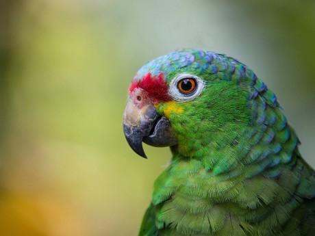 Red-lored Parrot