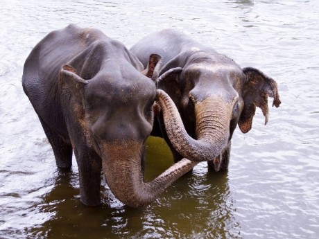 Elefanten beim Baden