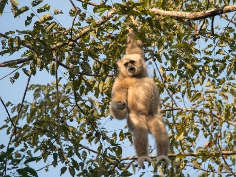 Gibbon