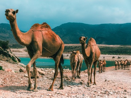 Kamele in Salalah