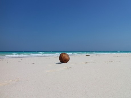 Kokosnuss am Strand, Sansibar
