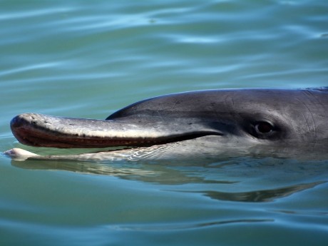 Dolphin in Monkey Mia