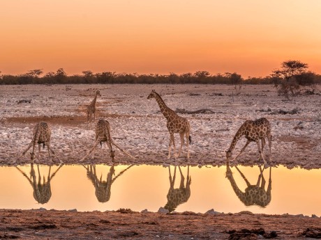 Namibia_Etosha Nationalpark_Giraffe