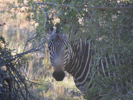 Zebra im Busch