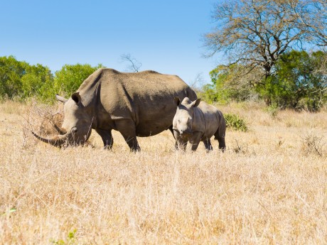 Südafrika_Hluhluwe-Imfolozi Park_Rhinomu
