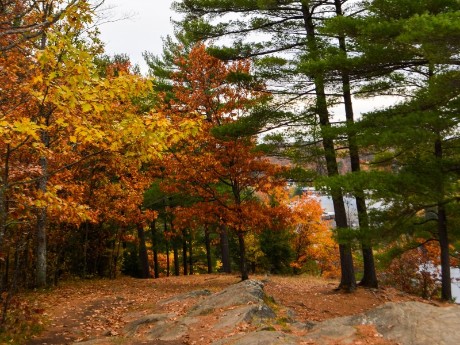 Nature in huntsville