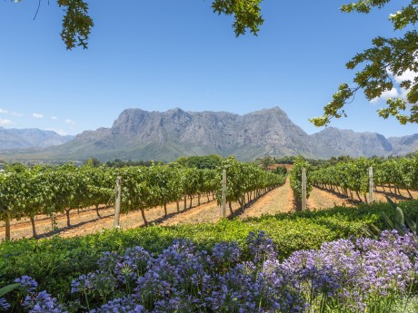 Südafrika_Kapstadt_Wineland_shutterstock